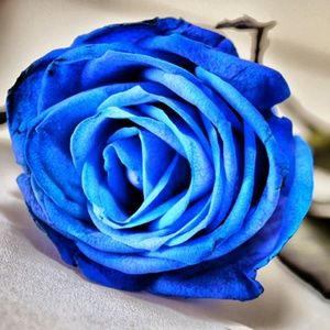 Meet your Posher, Sohs